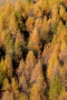 20061026_161320 Bosco autunnale.jpg